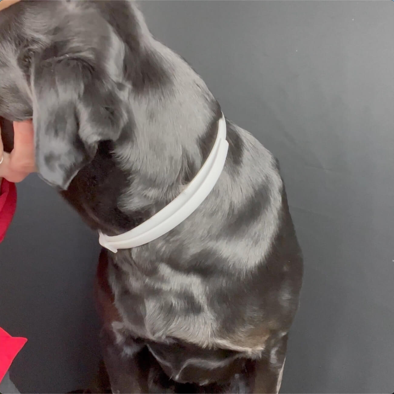 DEWEL Collar vs. Sprays vs. Monthly Treatments