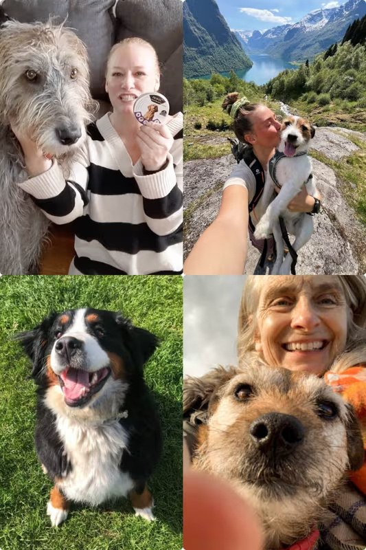 How DEWEL Fits Into Your Dog’s Daily Routine?