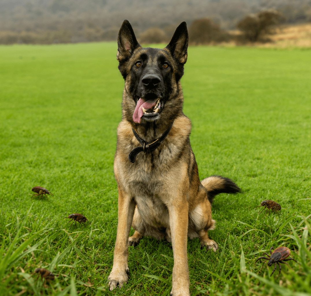 Why Flea and Tick Prevention Matters for Dogs?