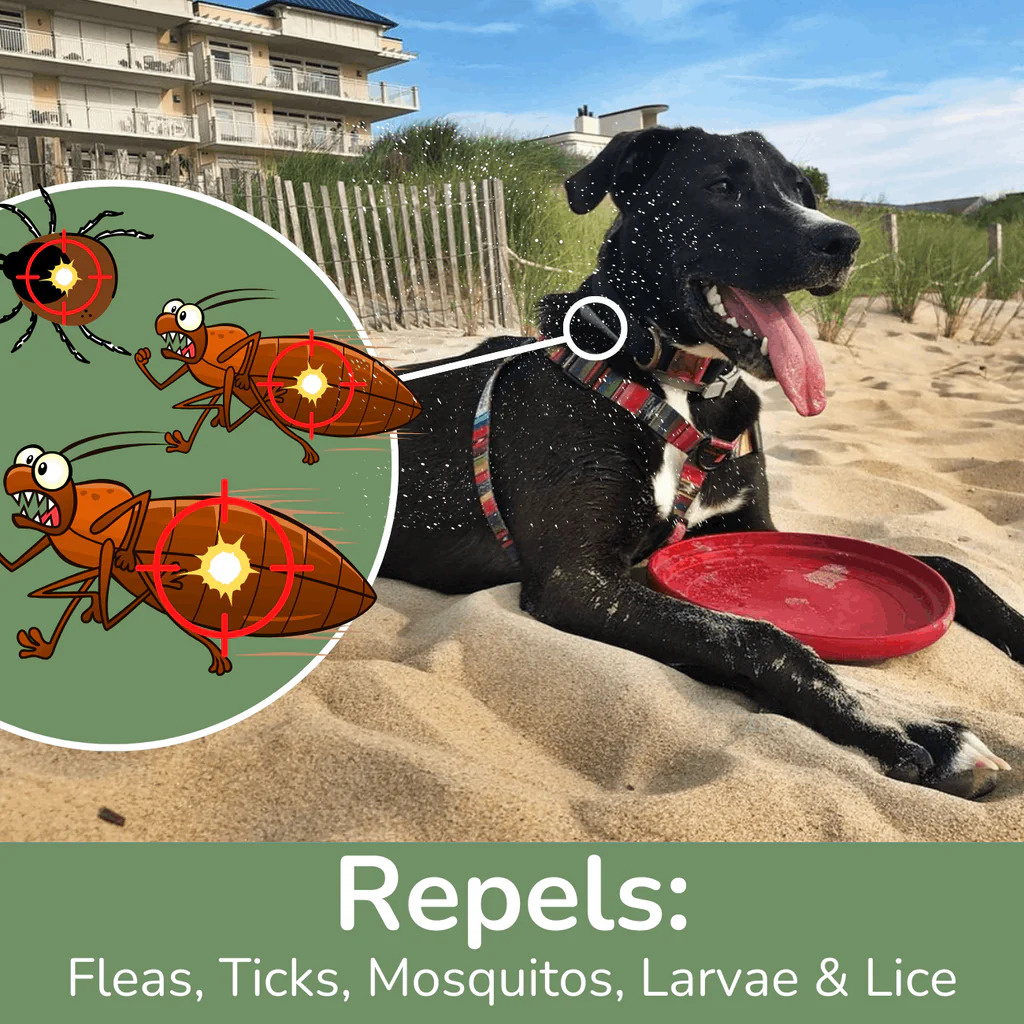 What Makes Good Flea and Tick Prevention for Dogs?